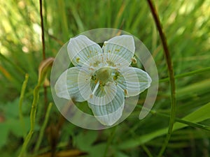 Delicate  white flower with five petals