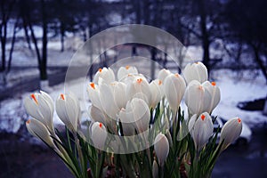 Delicate white flowers