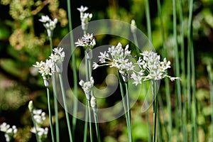 Delicate white flowers of  Allium tuberosum plant, commonly known as garlic chives, Oriental garlic, Asian chives, Chinese chives,