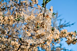 Delicate white flowers of apple tree on branches of blooming spring tree in sunlight against the backdrop of blue sky