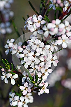 Delicate white flowers of the Australian native Zieria laevigata, family Rutaceae