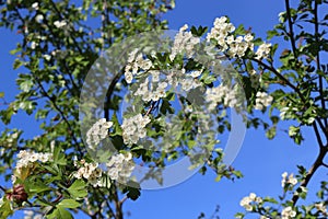 Delicate white flowers bloom on a hawthorn tree in a spring garden