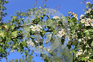 Delicate white flowers bloom on a hawthorn tree in a spring garden