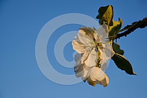 Delicate white flowers of a blooming spring apple tree against a blue sky with a golden evening sunset light.