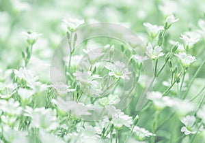 Delicate white flowers of cerastium on a delicate green background. selective soft focus. photo