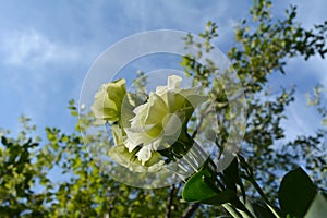 Delicate white flowers of Eustoma grandiflorum or Lisianthus. Diagonal composition of beautiful summer photography