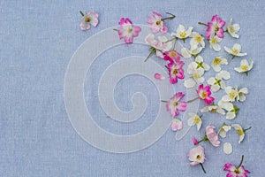 Delicate white flowers on fabric background