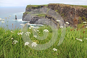 Treasure in the Emerald Isle