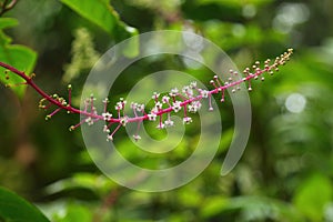 Delicate white flowers growing on a pink branch, Monteverde Biological Reserve, Costa Rica.