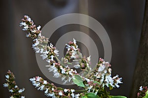 Delicate white flowers of patchouli plant against with copy space