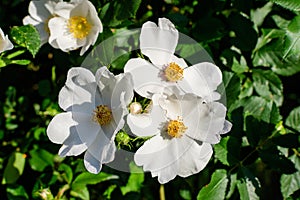 Delicate white flowers of Rosa Canina plant commonly known as dog rose, in full bloom in a spring garden, in direct sunlight,