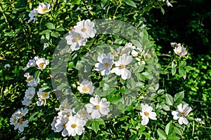 Delicate white flowers of Rosa Canina plant commonly known as dog rose, in full bloom in a spring garden, in direct sunlight,