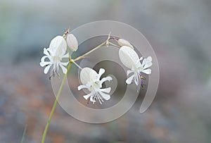 Delicate white flowers Silene vulgaris