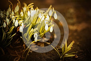 Delicate white flowers of snowdrops grow in early spring in the forest. The first flowers