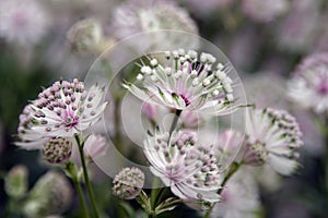 Delicate white flowers stained with purple