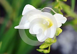 Delicate white fragrant Freesia open flower plant