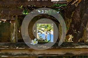 Delicate white frangipani flower on window sill of abandoned rem