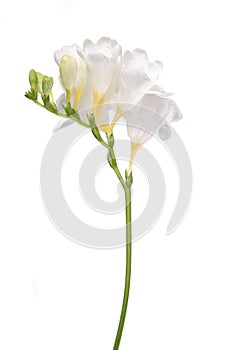 Delicate white freesia blossom on white background.