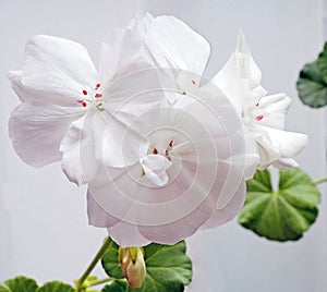 Delicate white geranium flower growing in a pot on the windowsill