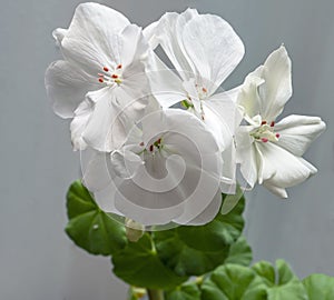 Delicate white geranium flower growing in a pot on the windowsill