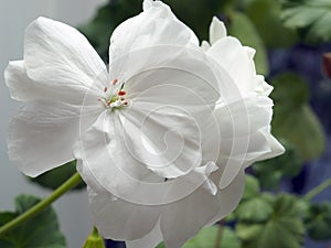 Delicate white geranium flower growing in a pot on the windowsill