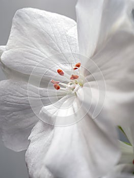 Delicate white geranium flower growing in a pot on the windowsill