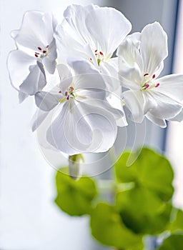 Delicate white geranium flower growing in a pot on the windowsill