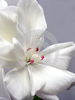 Delicate white geranium flower growing in a pot on the windowsill