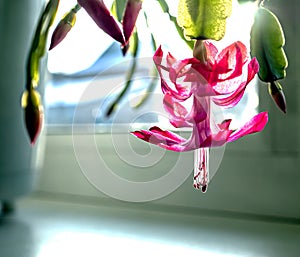 Delicate white geranium flower growing in a pot on the windowsill