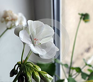 Delicate white geranium flower grows in a pot on the windowsill