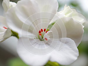 Delicate white geranium flower grows in a pot on the windowsill