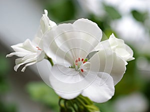 Delicate white geranium flower grows in a pot on the windowsill