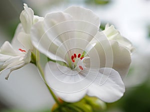 Delicate white geranium flower grows in a pot on the windowsill