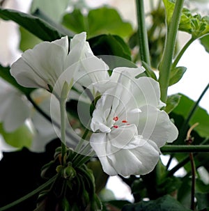 Delicate white geranium flower grows in a pot on the windowsill