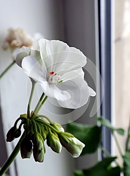 Delicate white geranium flower grows in a pot on the windowsill