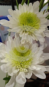 Delicate White and Green Flowers photo