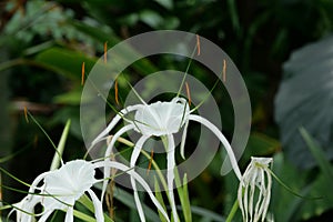 Delicate white hymenocallis otherwise known as tropical or spider lily