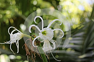 Delicate white hymenocallis otherwise known as tropical or spider lily