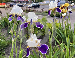 delicate white irises wabash bloom in spring in a flower bed