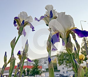 delicate white irises wabash bloom in spring in a flower bed