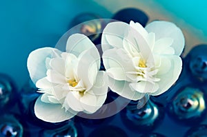 Delicate White Jasmine Flowers on Water