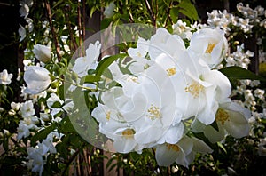 Delicate, white, knock-out roses in full bloom