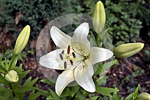 Delicate white Lily