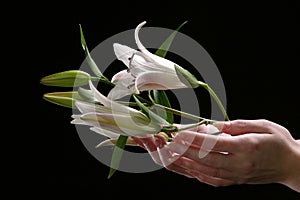 Delicate white lily flower