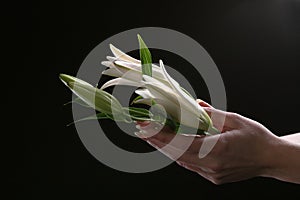 Delicate white lily flower