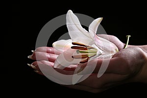 Delicate white lily flower