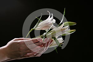 Delicate white lily flower