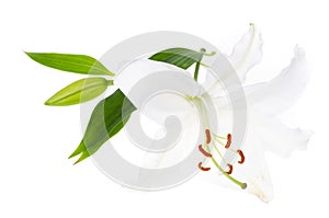 Delicate white lily flower, isolated. Studio Photo