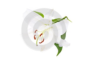Delicate white lily flower, isolated. Studio Photo