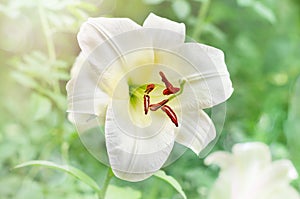 A delicate white Lily with red stamens. Selective focus